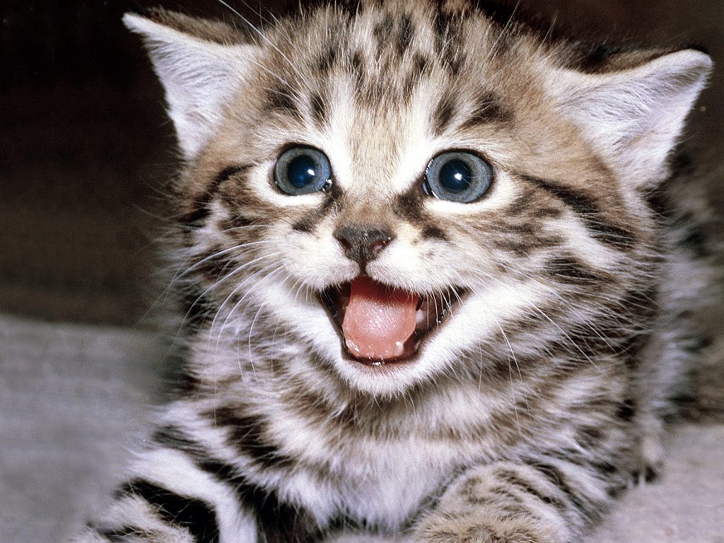 Wanna Play_